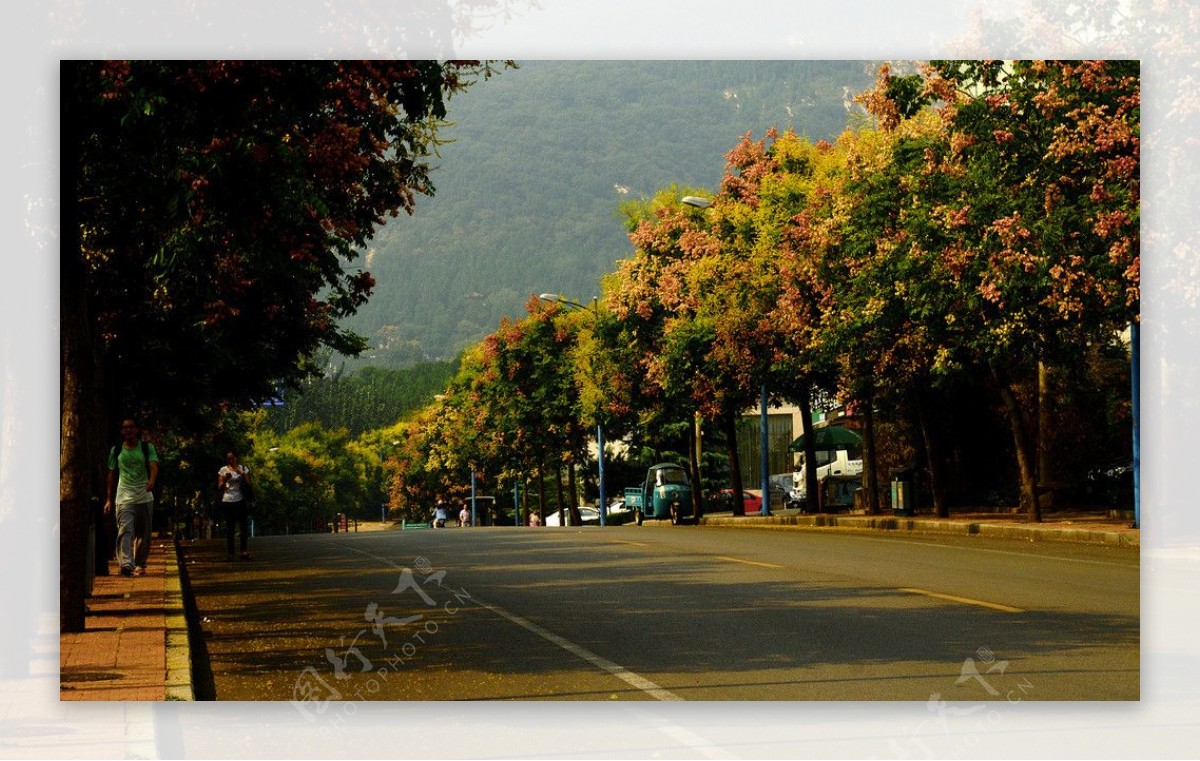 秋天道路两边的树图片