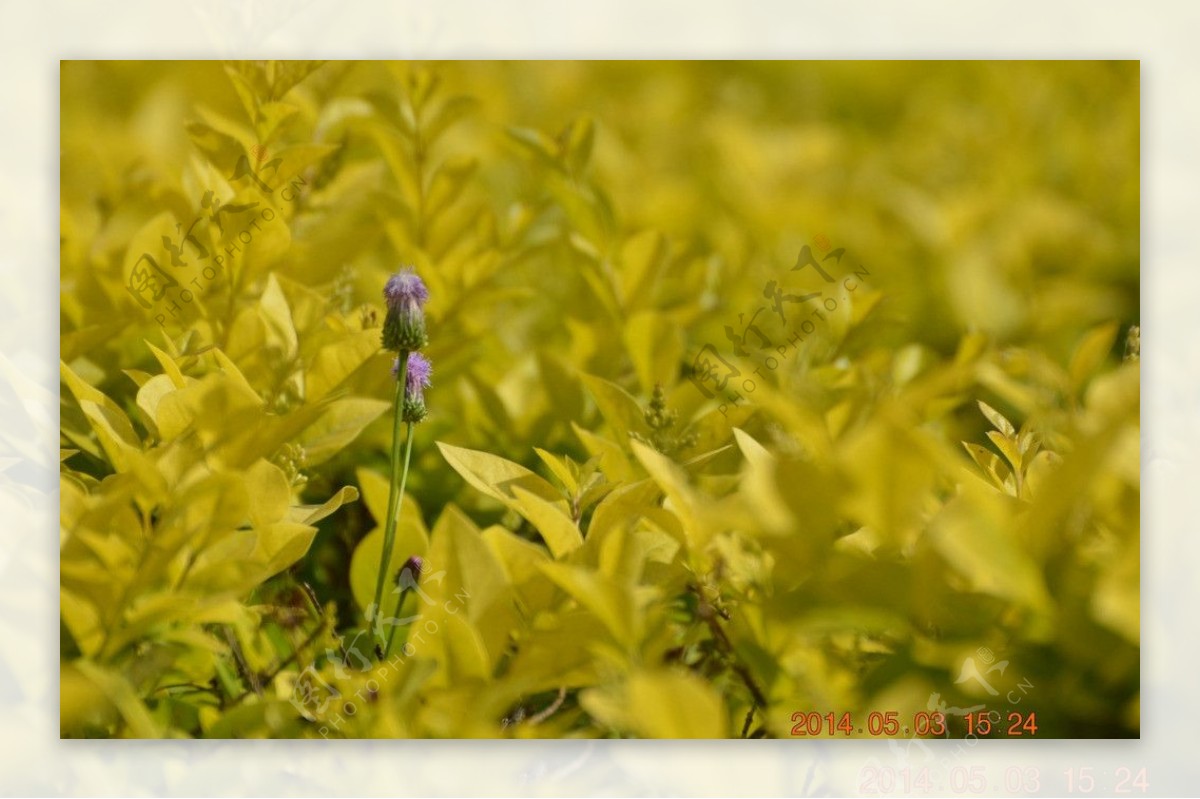金色阳光中的紫菊图片