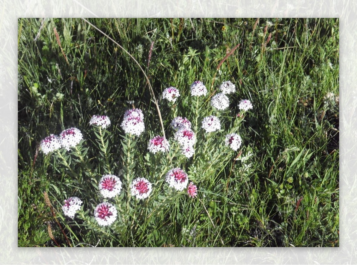 草原野花图片