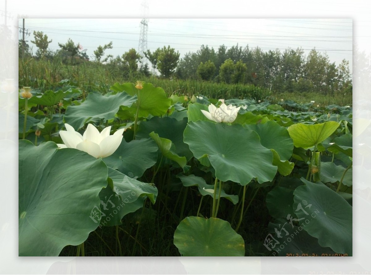 芬陀利化图片