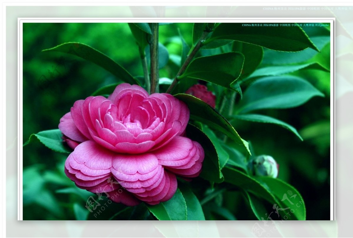 中国茶花客天下茶花图片