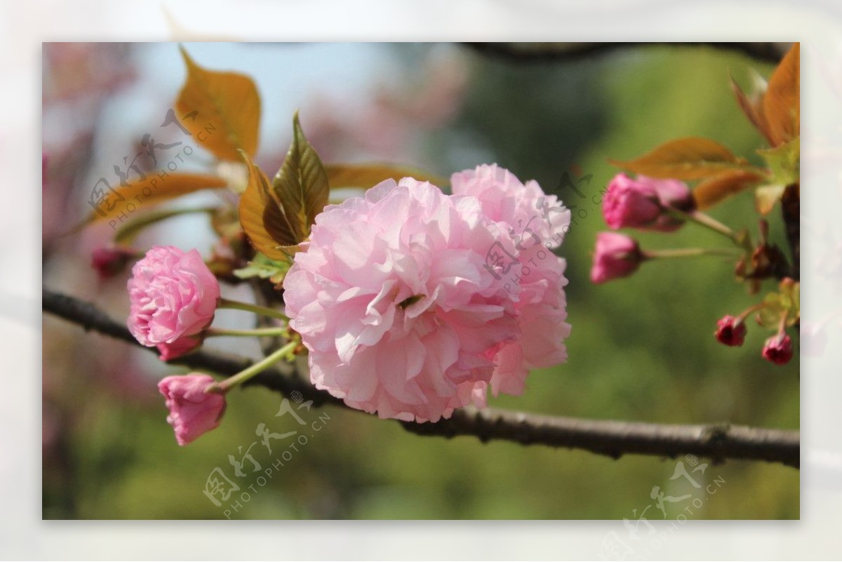 樱花春天图片