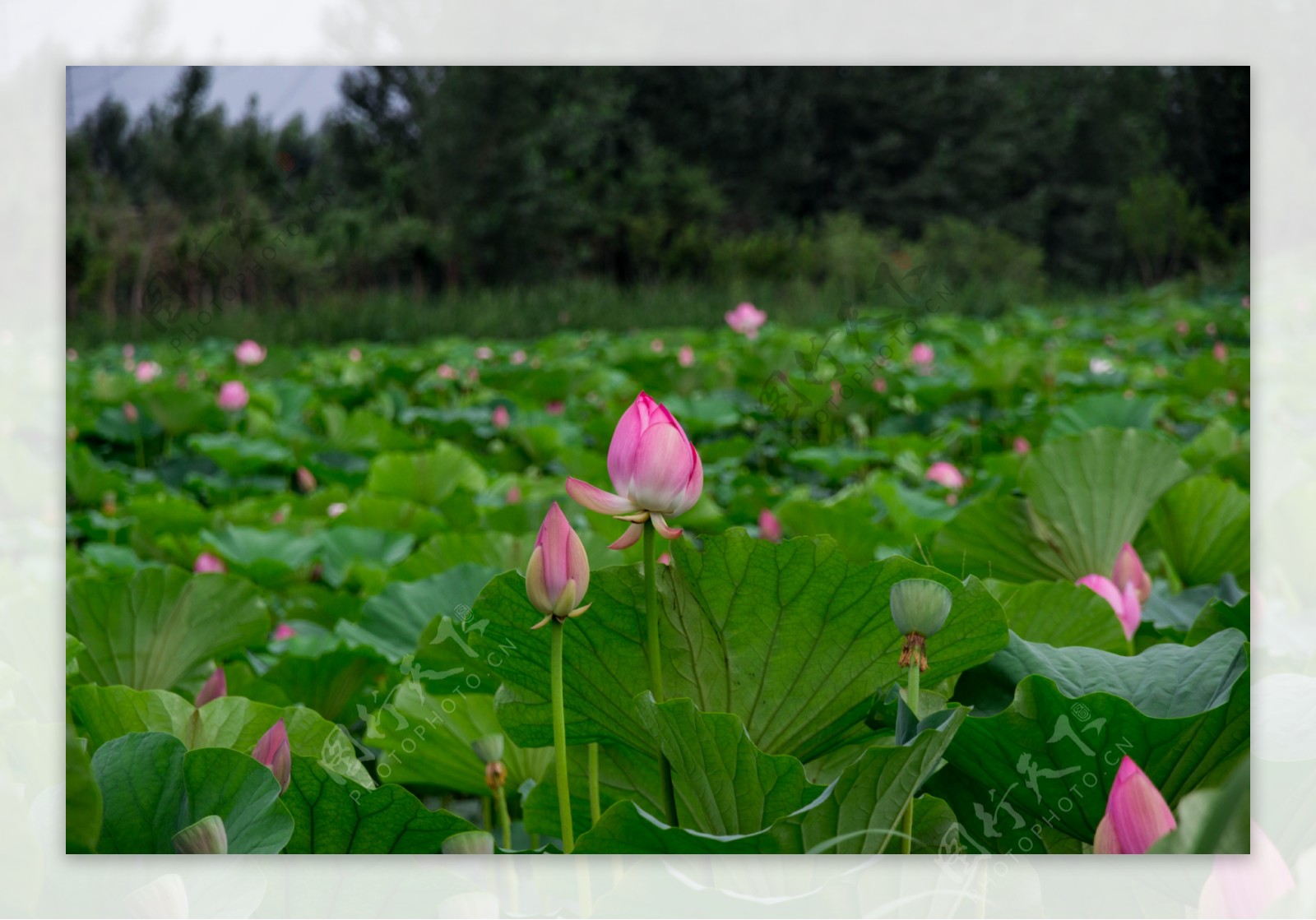 莲花湖中的莲花图片