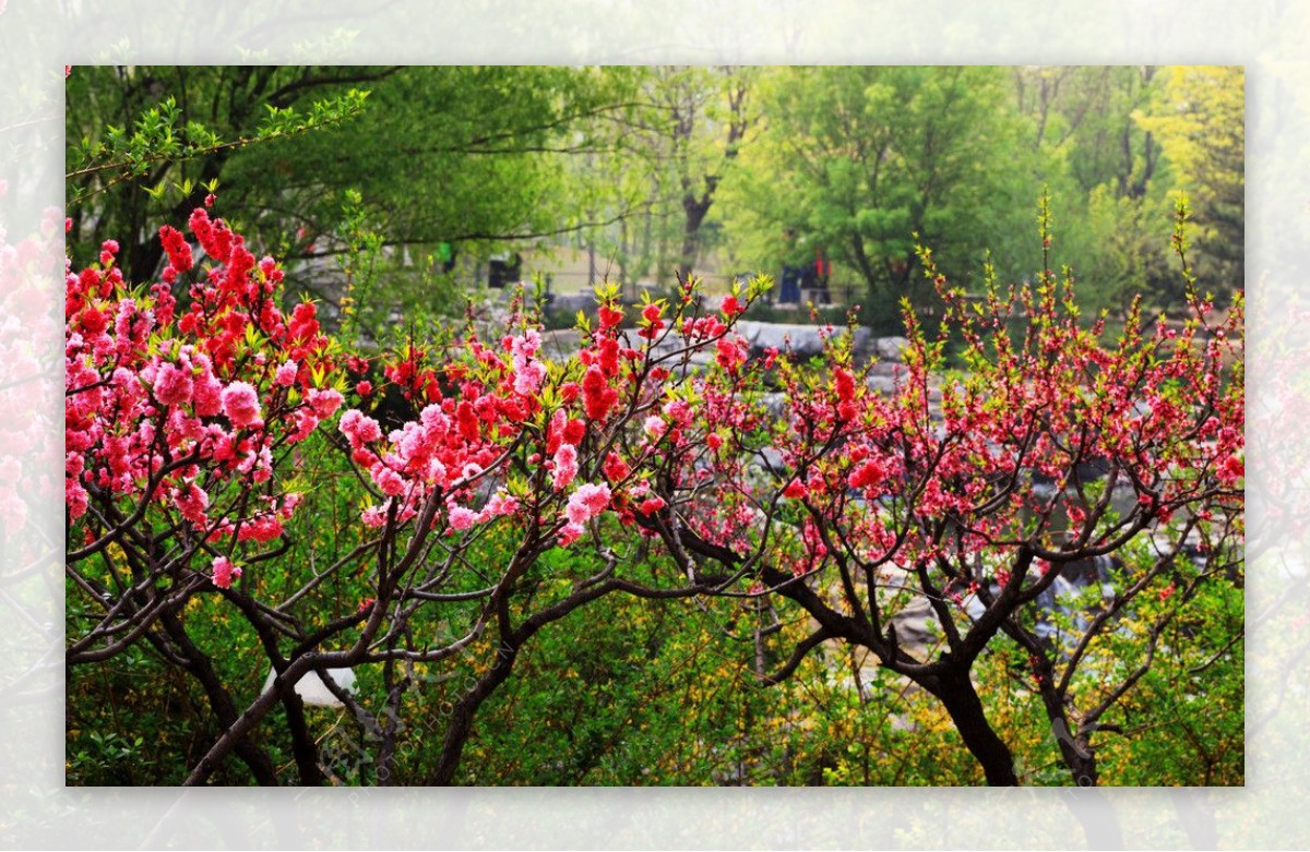 桃花桃树红花图片