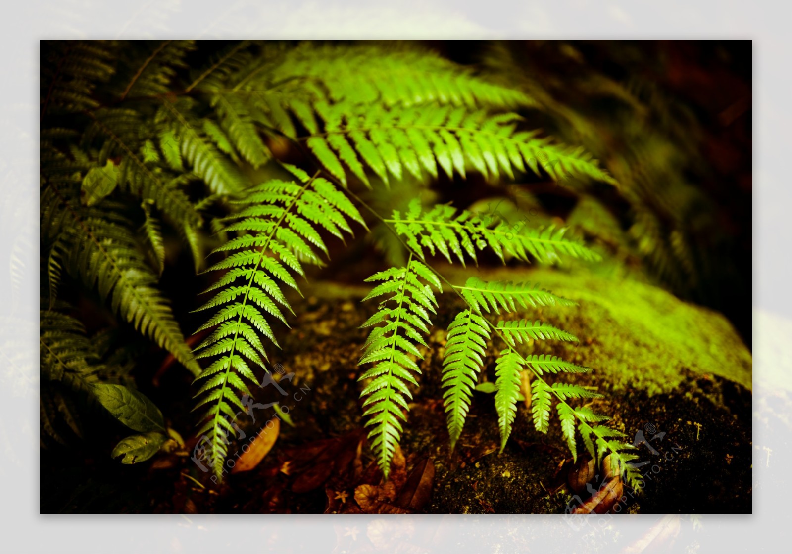 蕨类植物森林热带图片