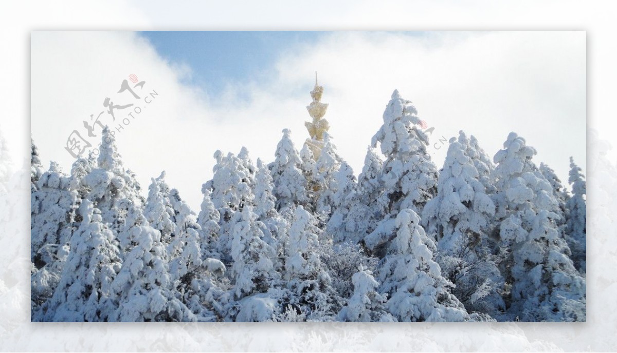 雪松林图片