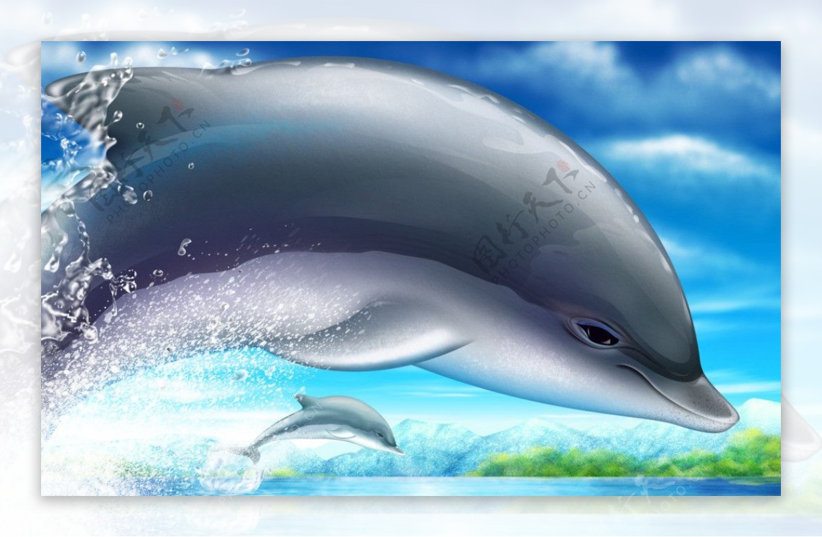 高精度海豚图片