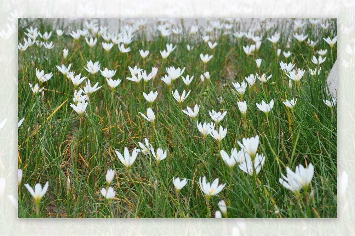 草地上的白花图片