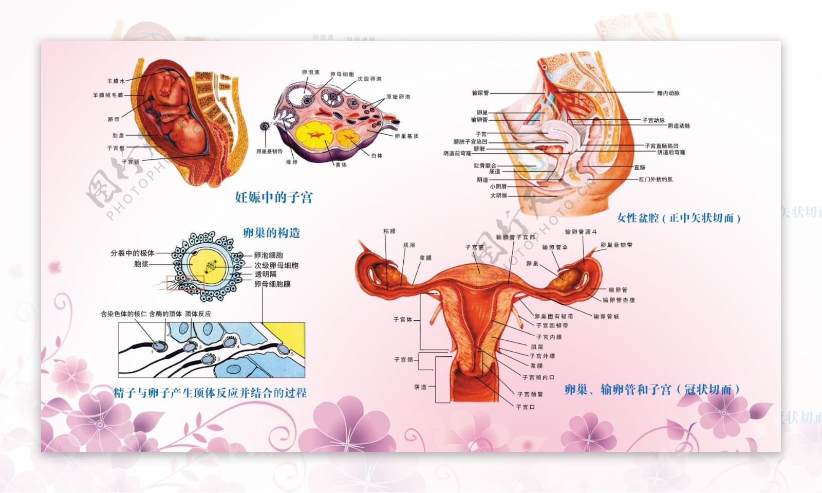 女性生殖解剖图图片素材-编号04108992-图行天下