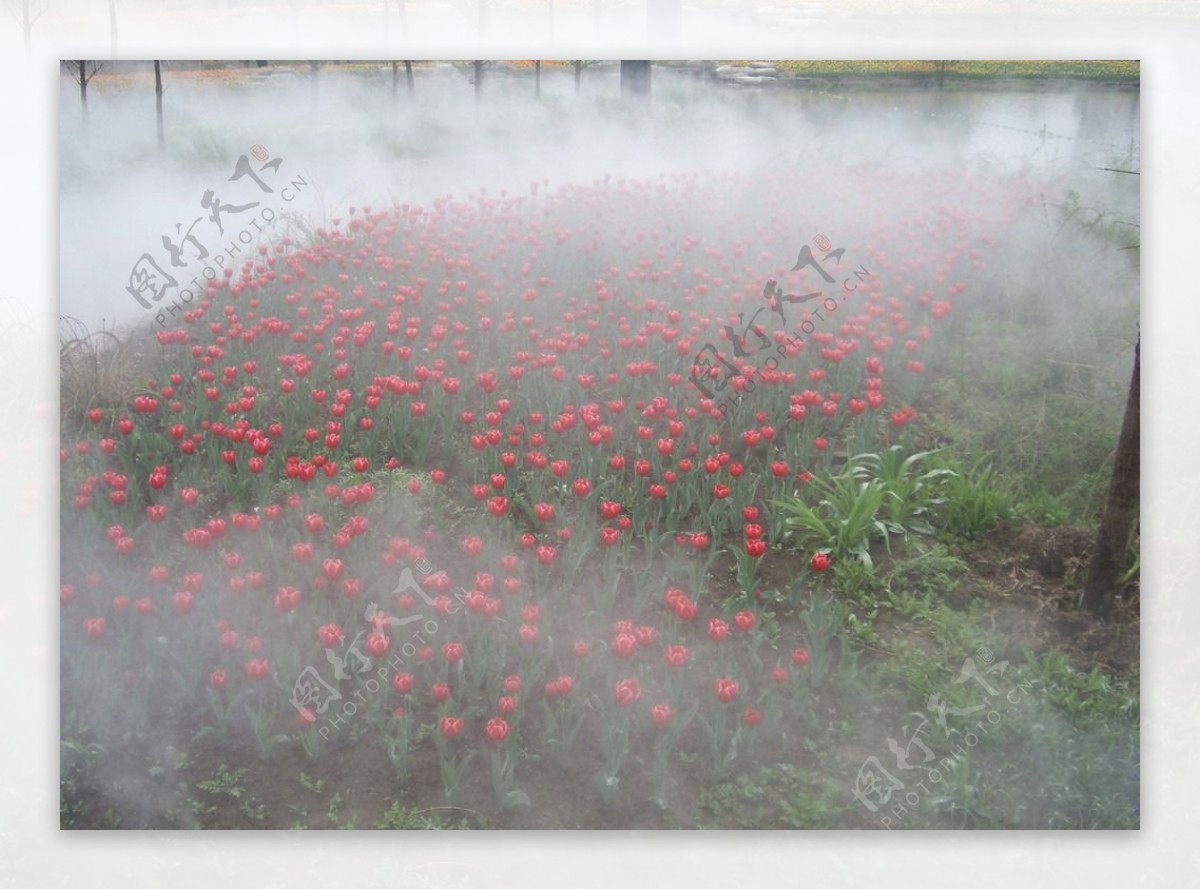 雾锁郁金香图片