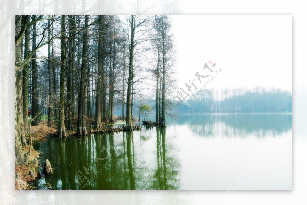湖光树影图片