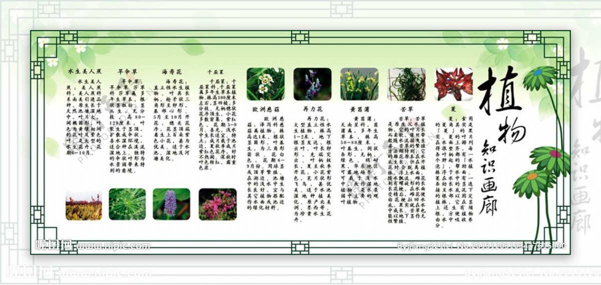 植物知识画廊多种植物图片