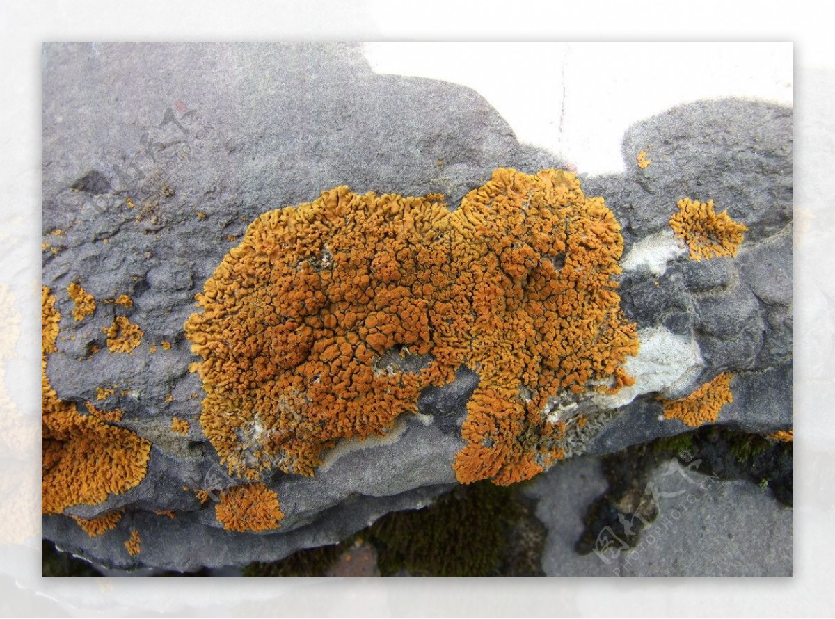 祁连山之金黄色苔藓大象出水图片