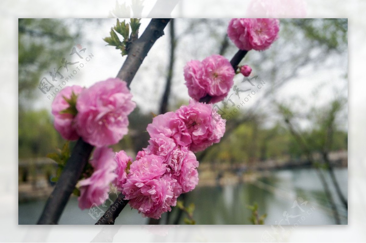 樱花图片