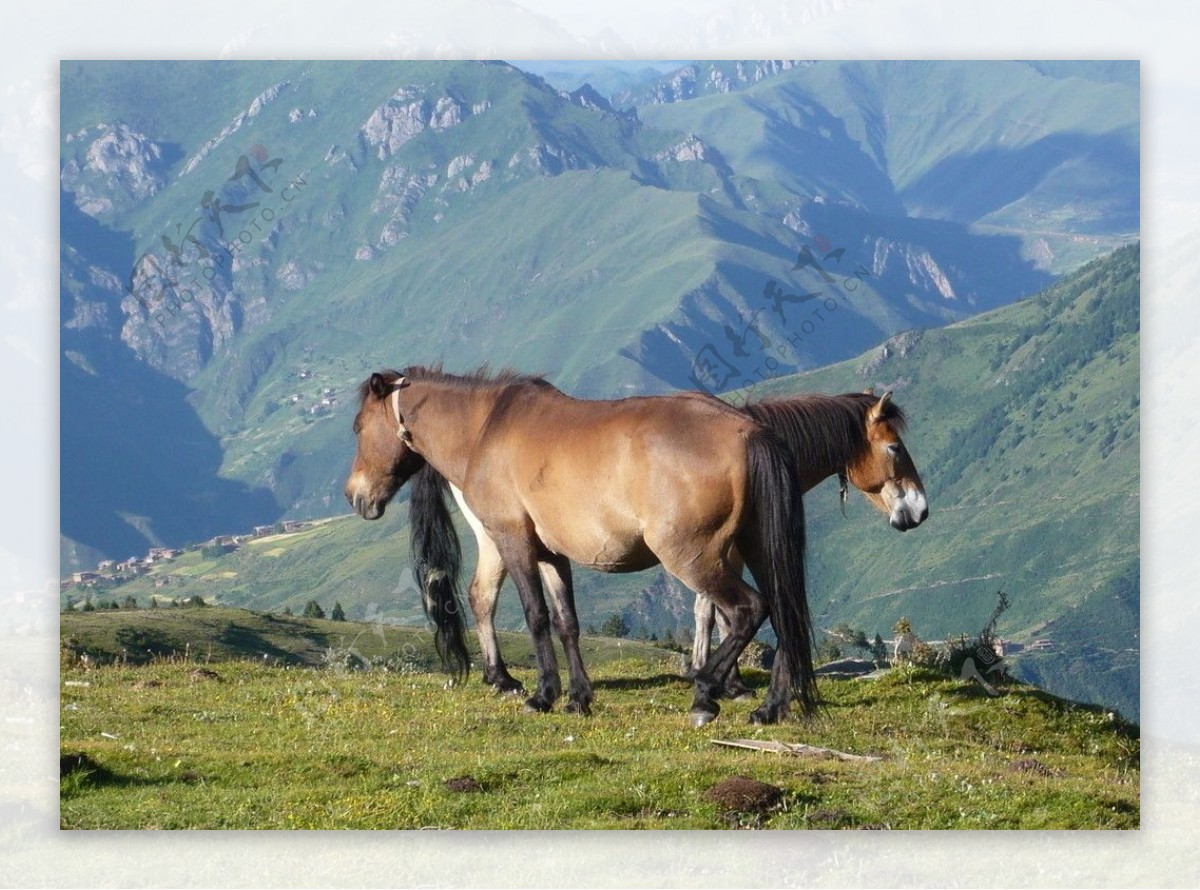 西藏的骏马图片