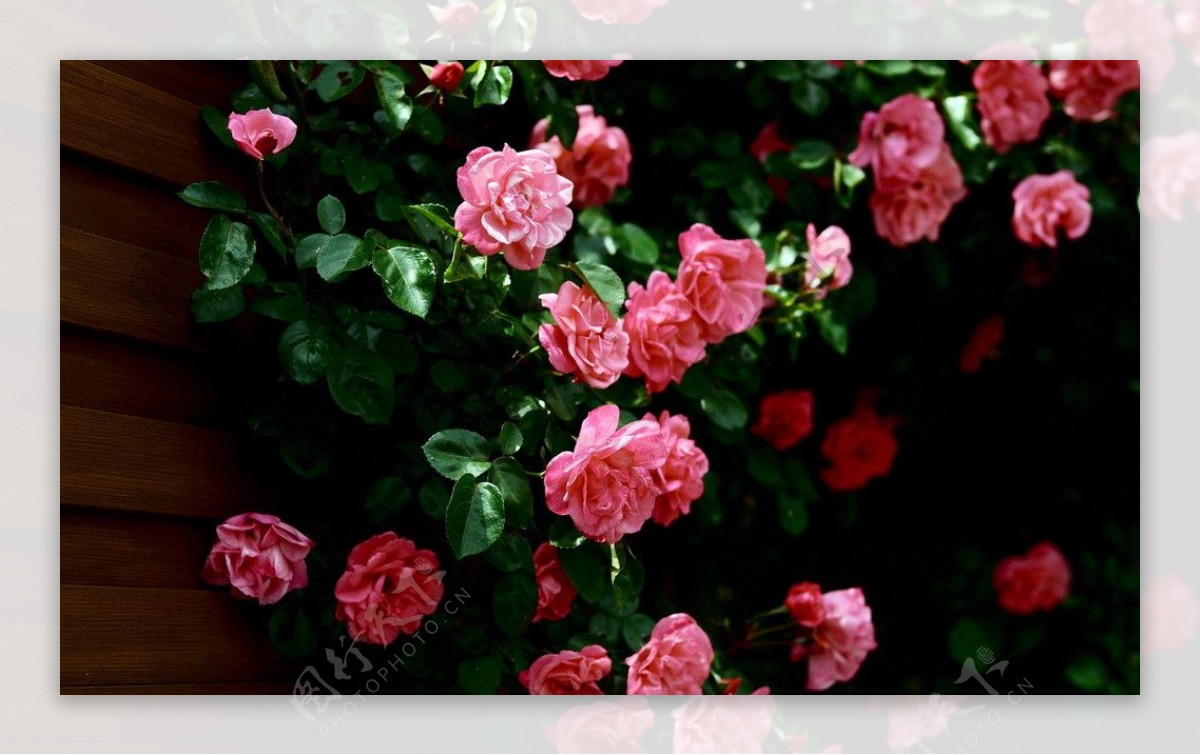 娇艳的粉色玫瑰图片