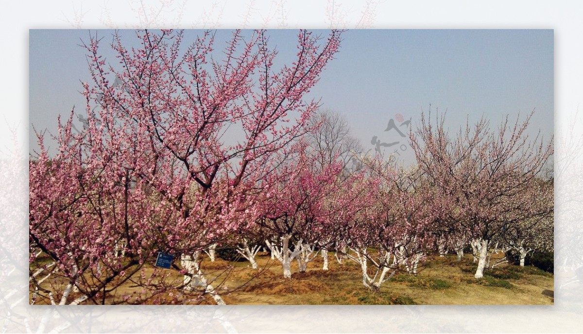 花海桃花图片