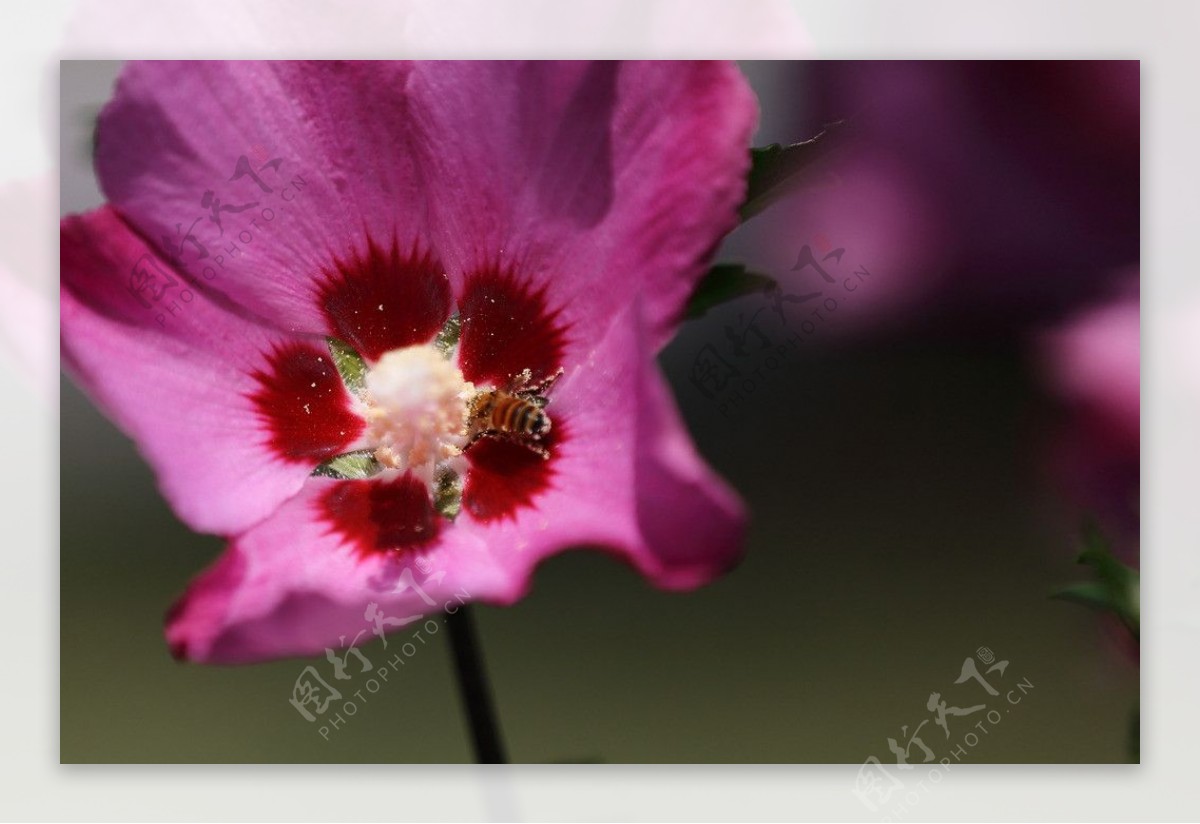 花儿与蜜蜂图片