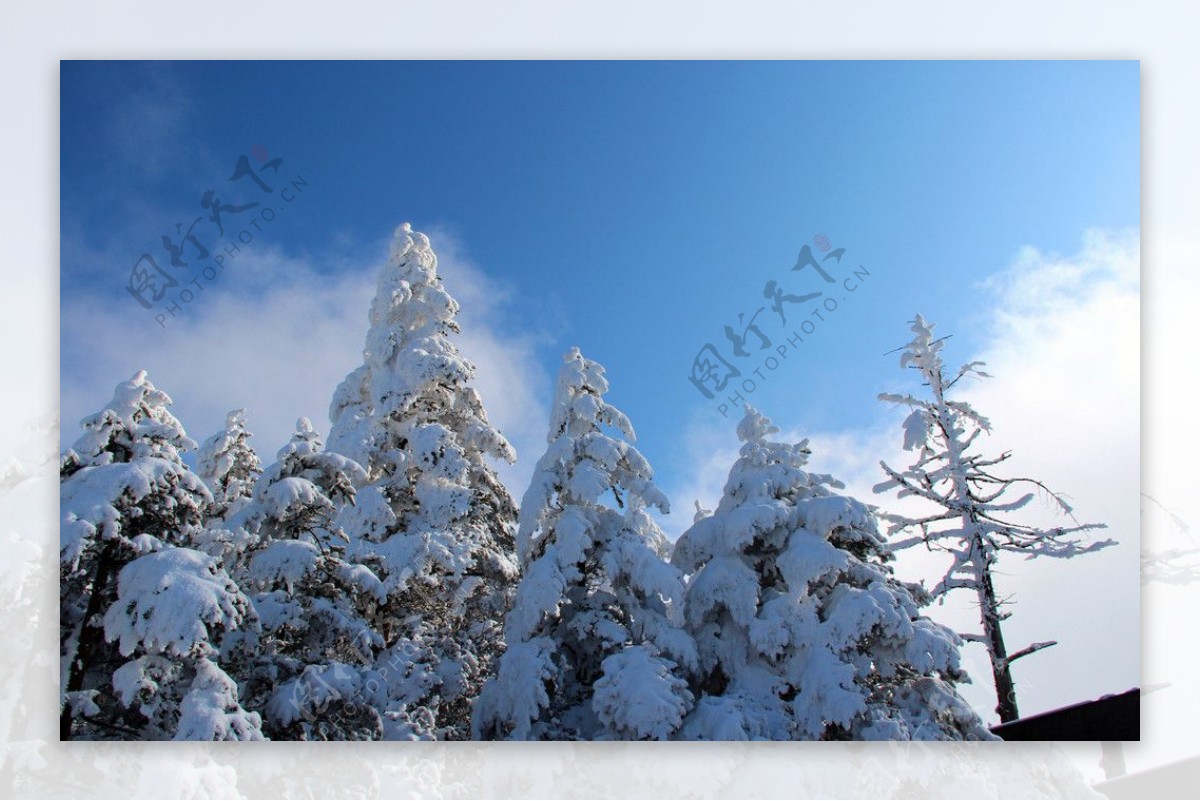 雪景峨眉山金顶图片