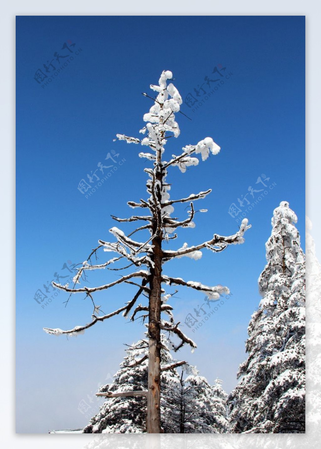 峨眉山雪景雪景图片