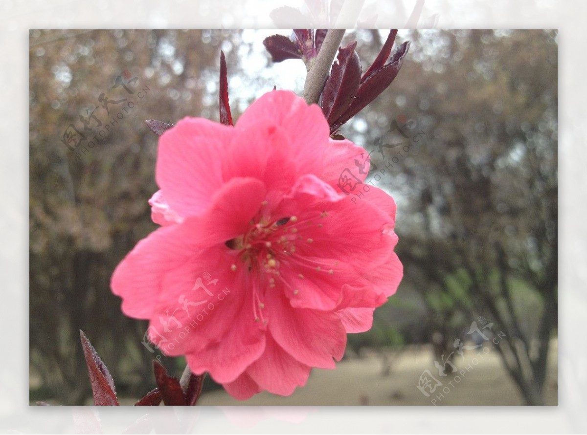 花小花玫红图片