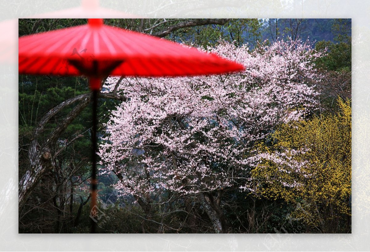 红伞樱花图片