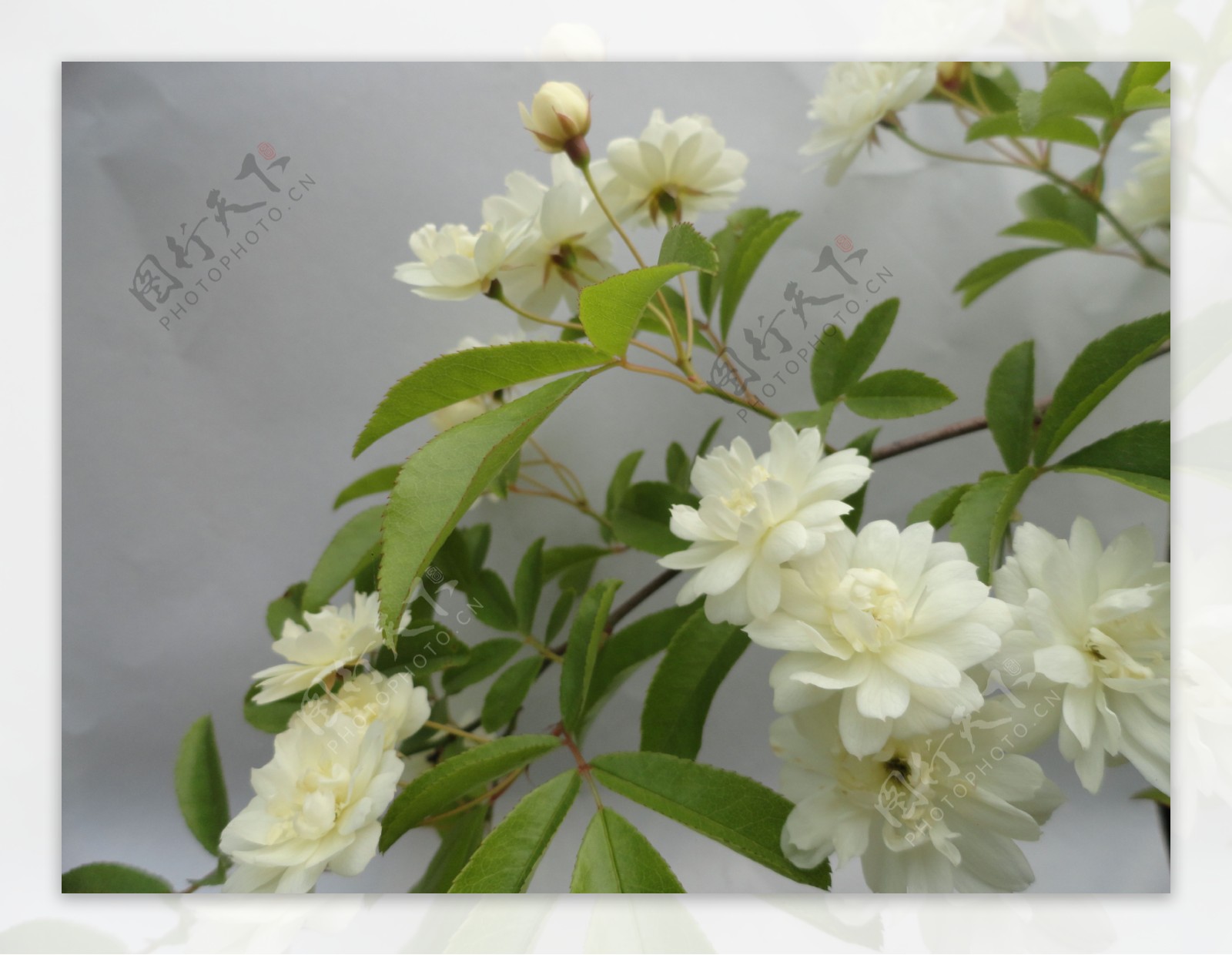 白色木香花图片 - 花百科