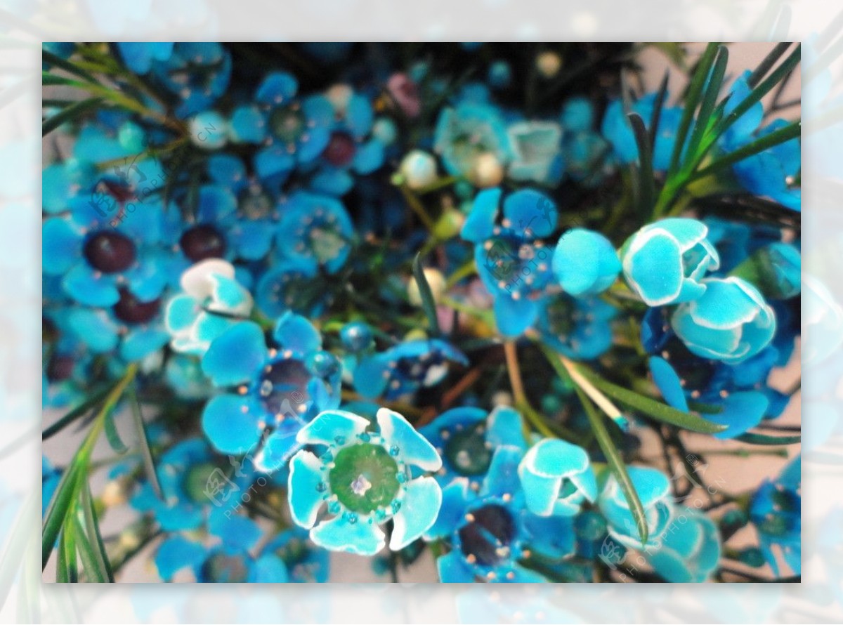 蓝色花朵图片