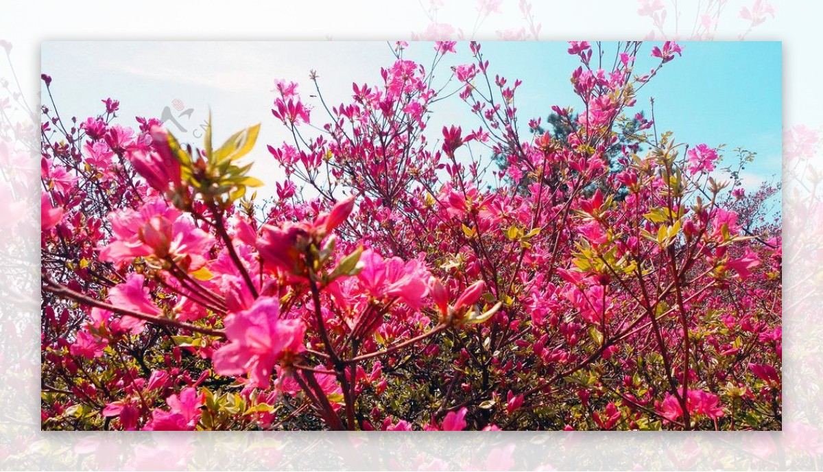 大别山杜鹃节图片