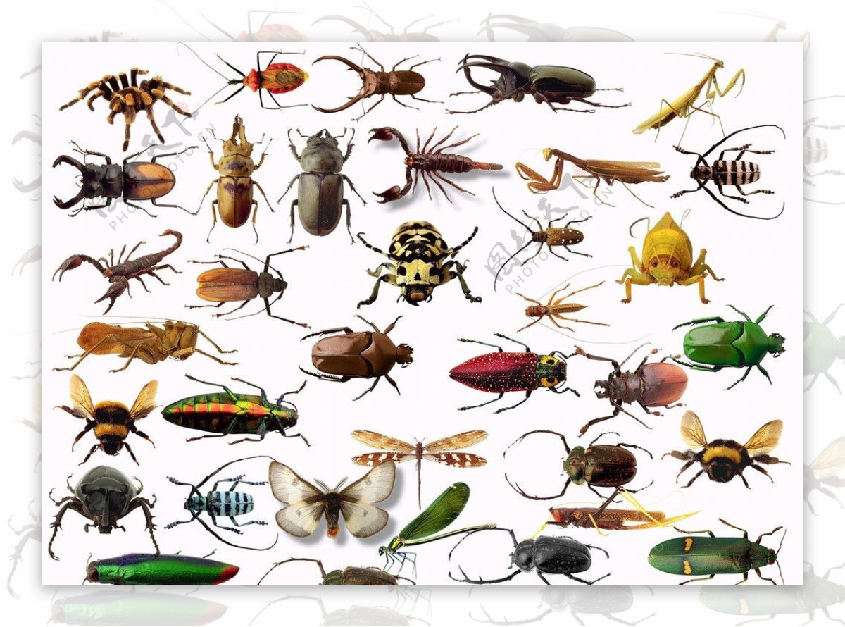昆虫素材图片