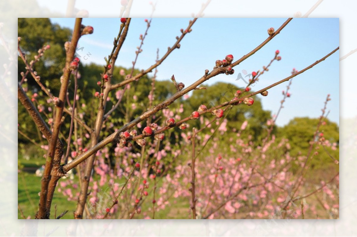 桃花桃树枝图片