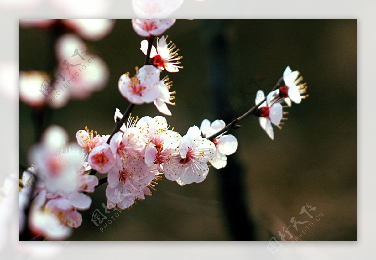 桃花桃红花蕊图片