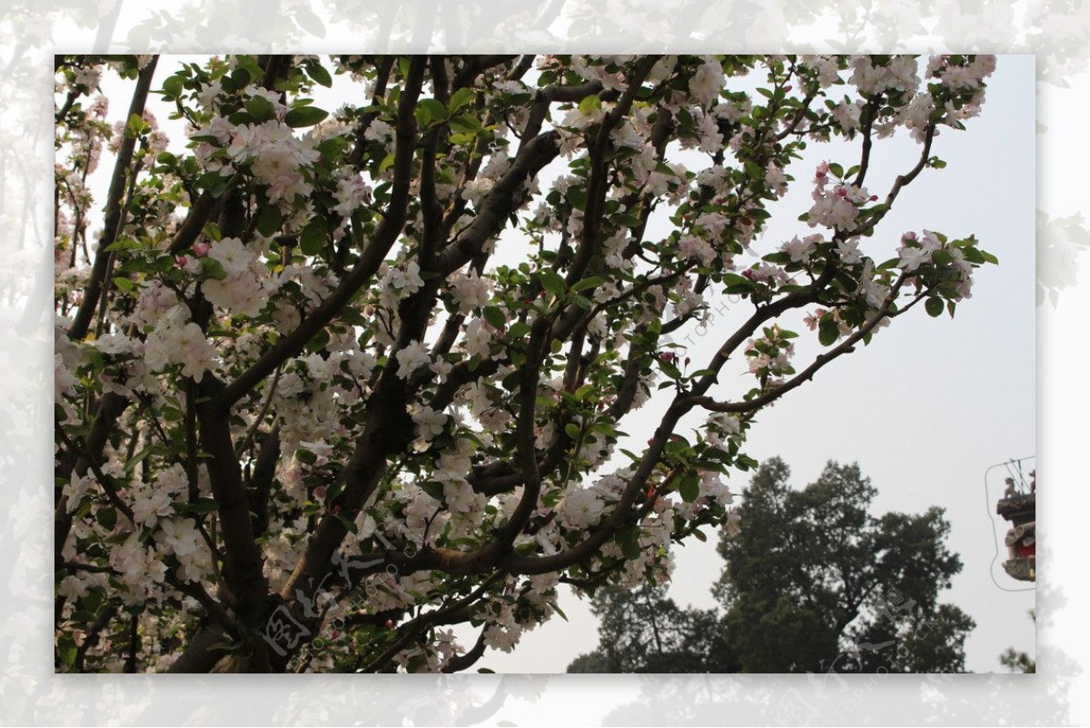 树上的白色花朵图片