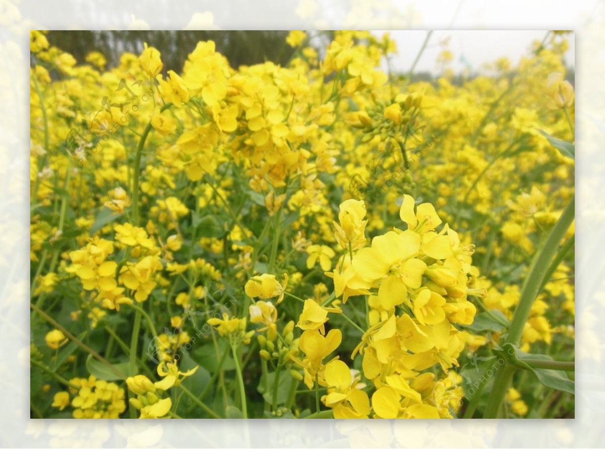 油菜花图片