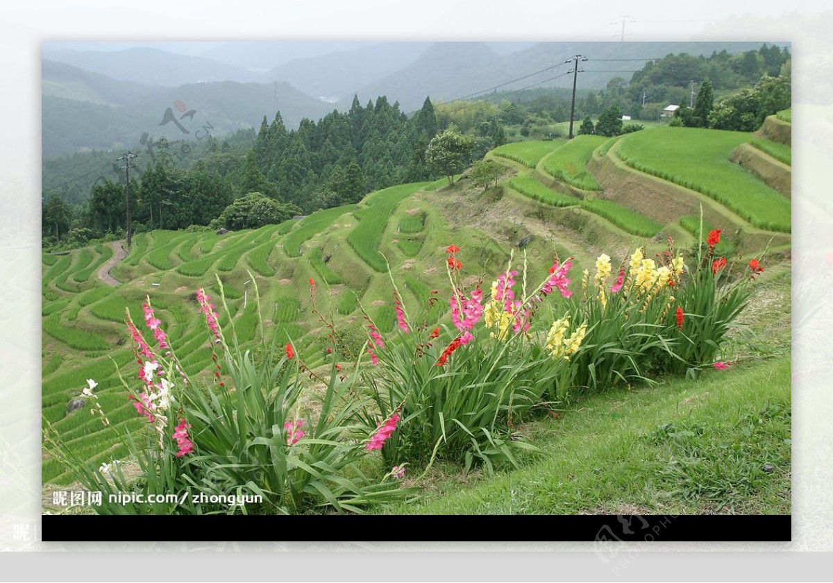 梯田与鲜花图片