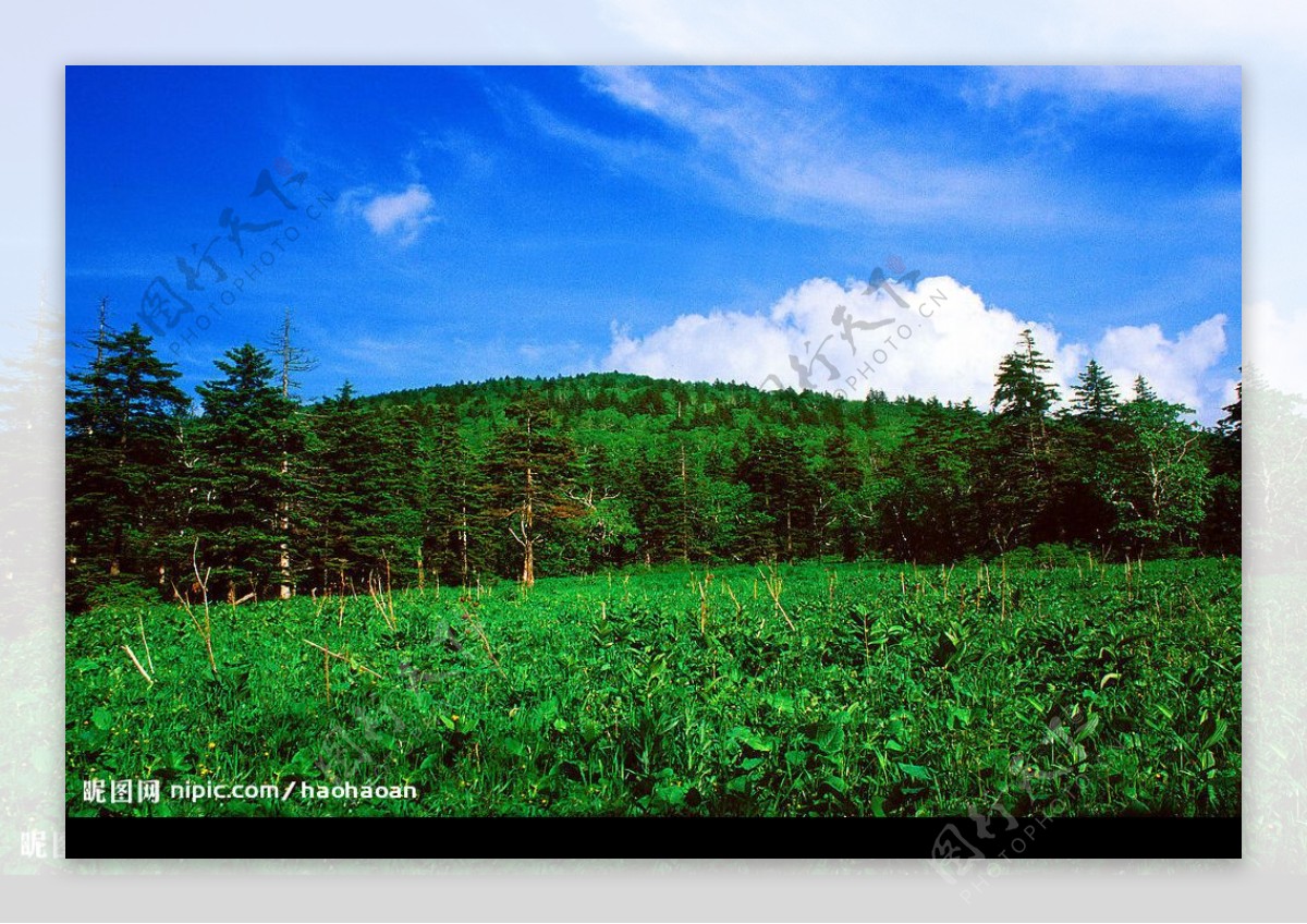 蓝天森林图片