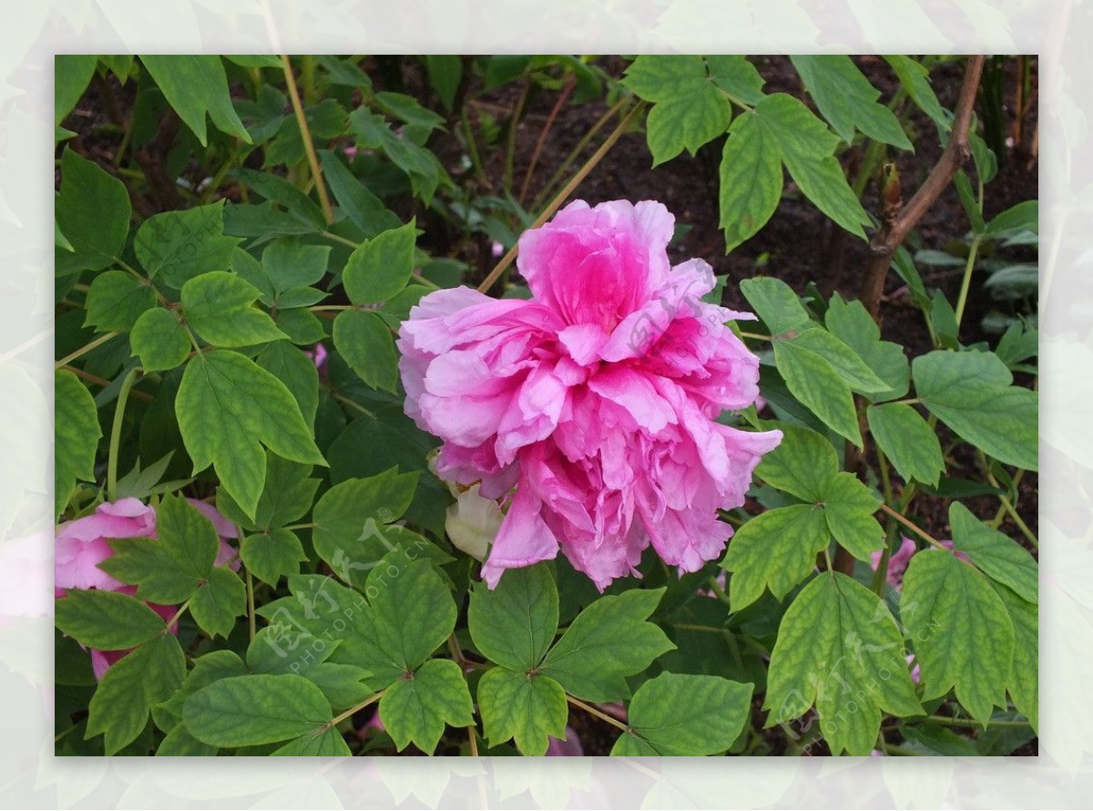 植物园粉红色牡丹花图片
