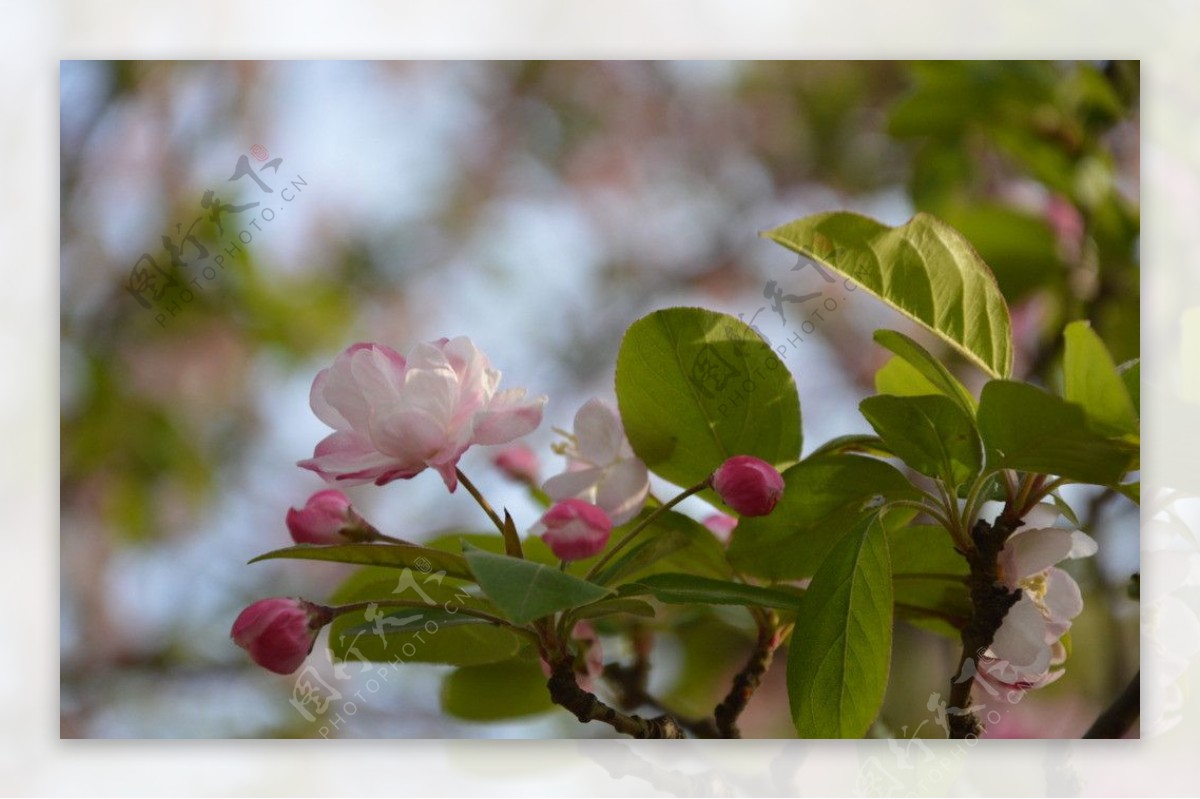 海棠花近景图片