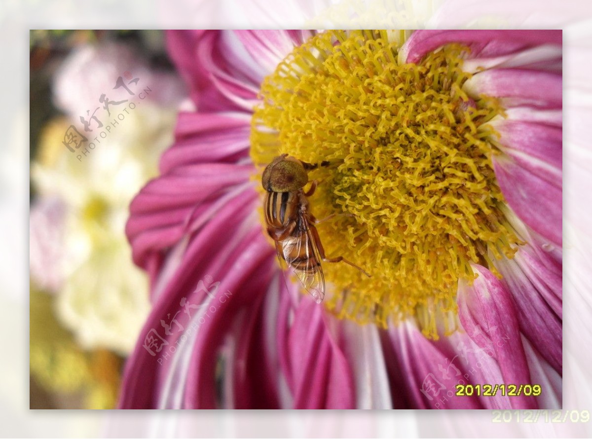 菊花与蜜蜂图片