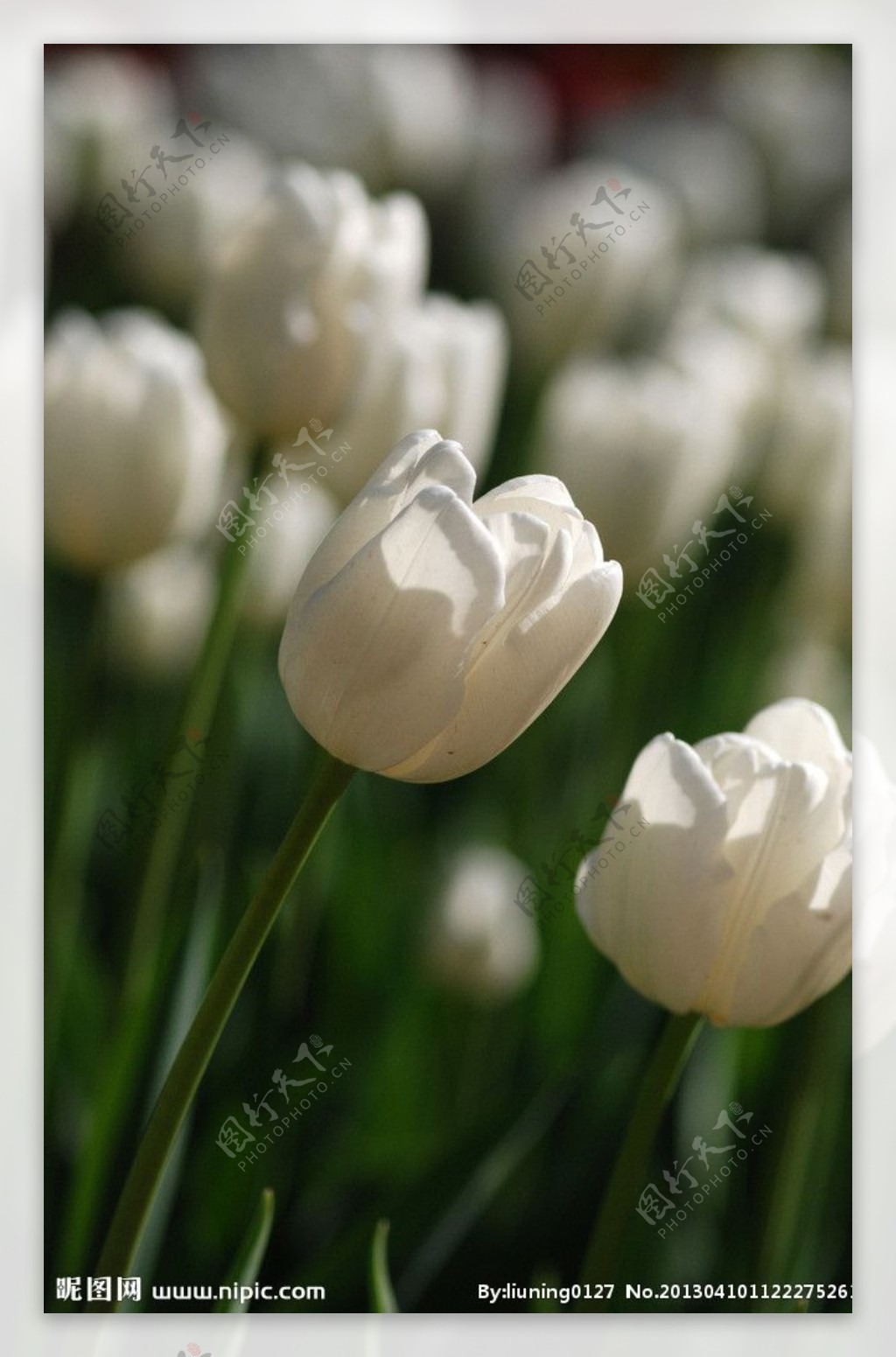 白色郁金香花群图片