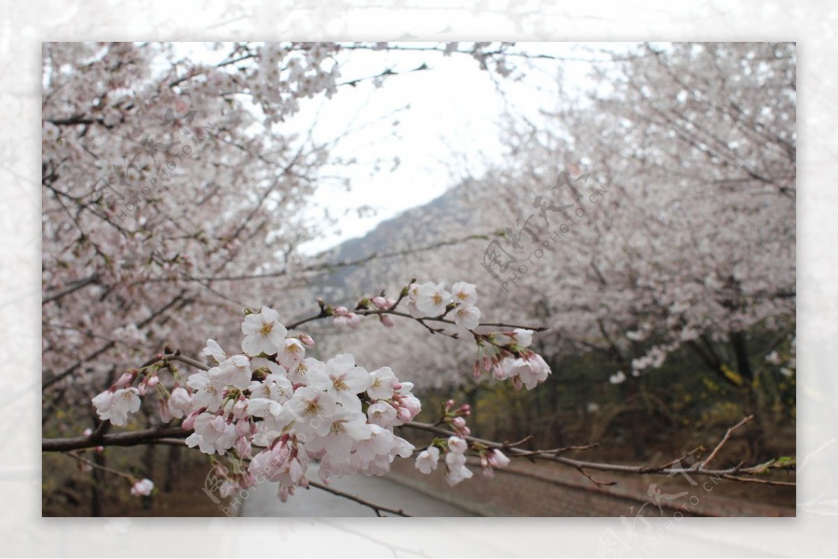 雨中樱花图片