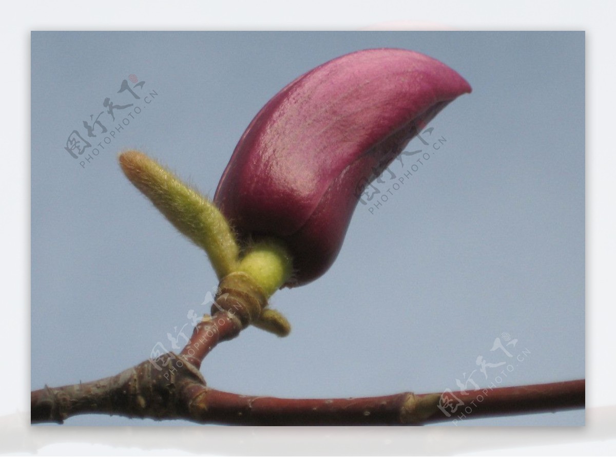 紫玉兰花图片
