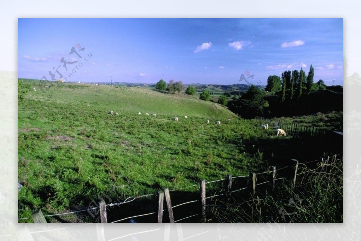 草原风景农场风情山羊马图片
