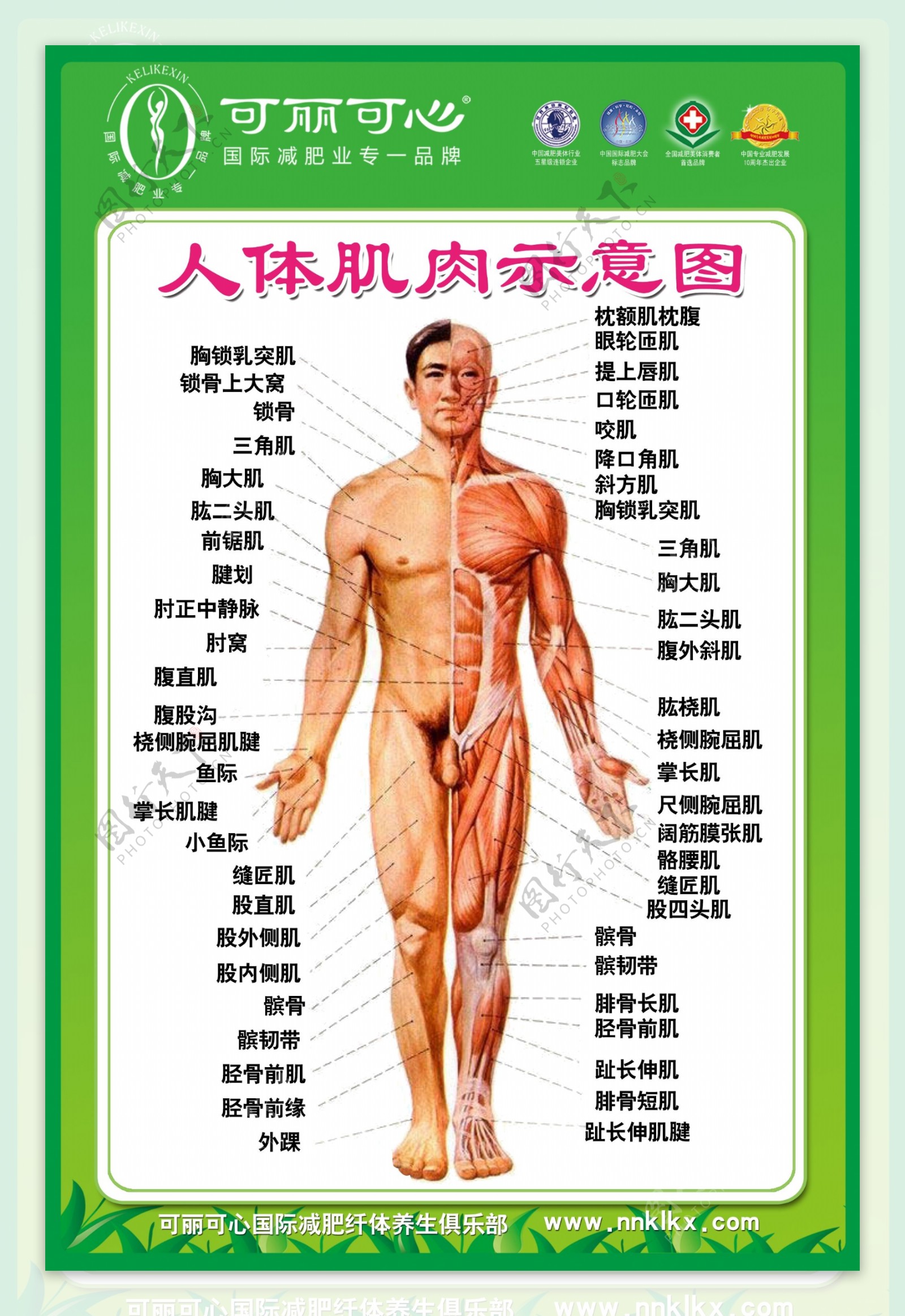 人体肌肉示意图图片