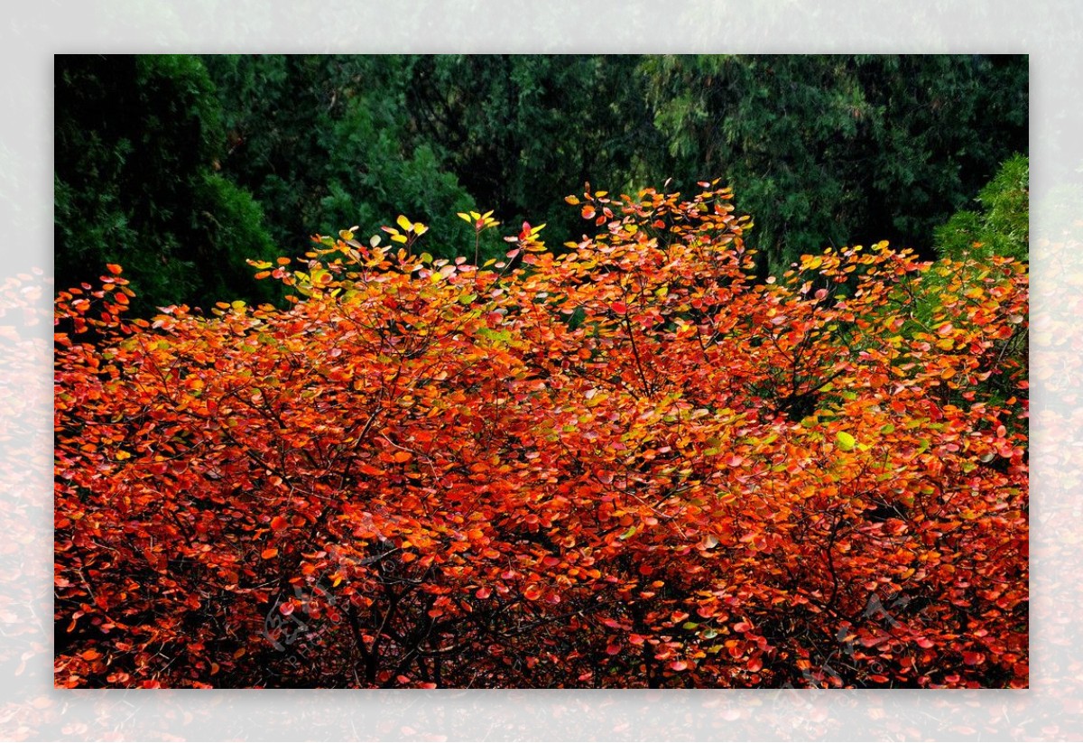 秋日红栌树叶图片