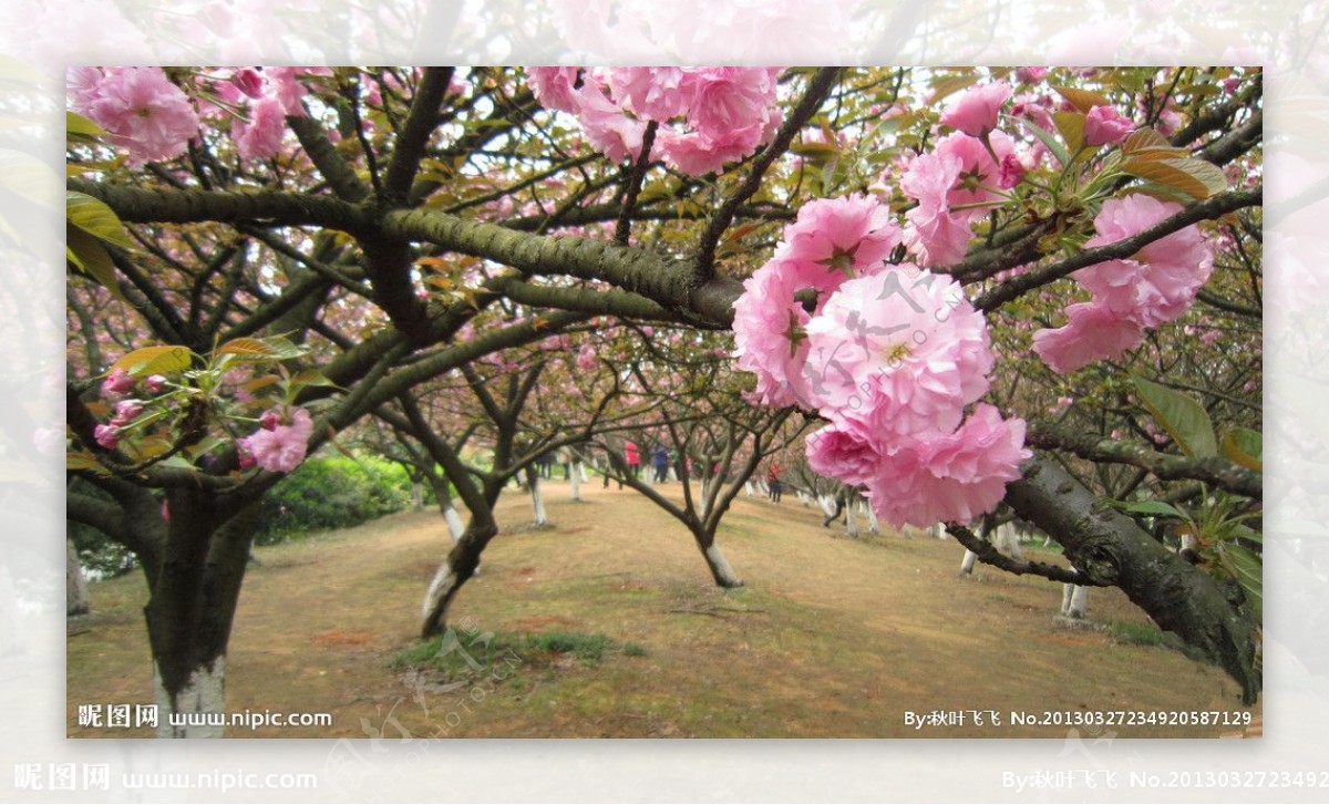 樱花园图片