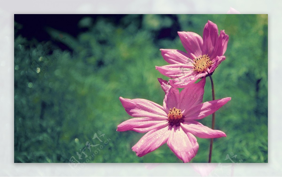 粉色木兰花图片