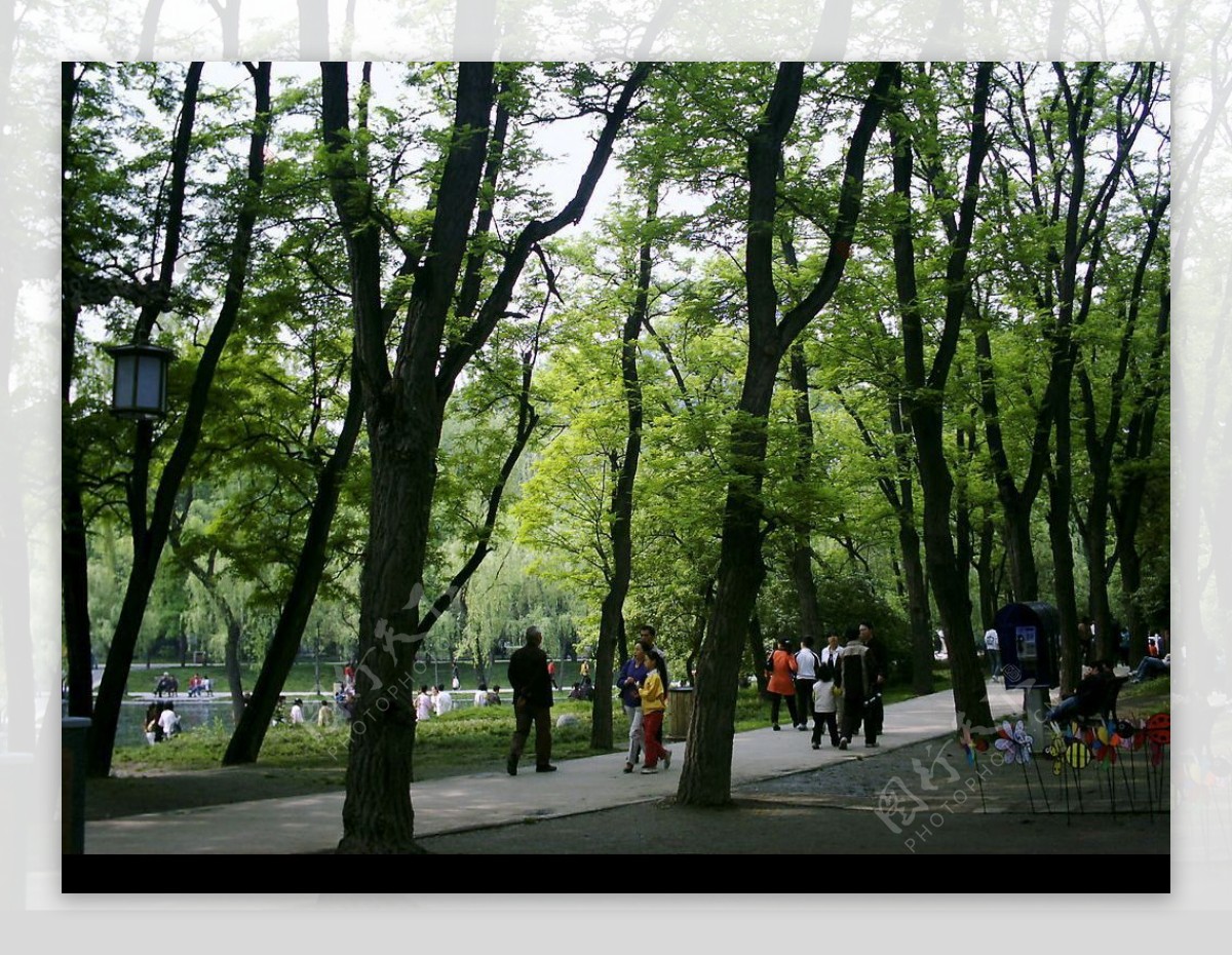 公园里的树林图片