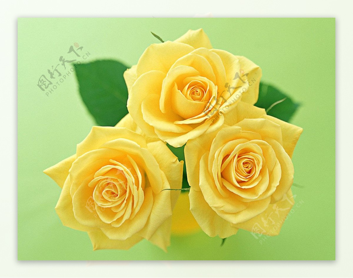 三朵黄玫瑰图片
