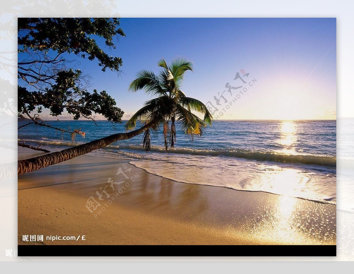 海滩边的椰子树图片